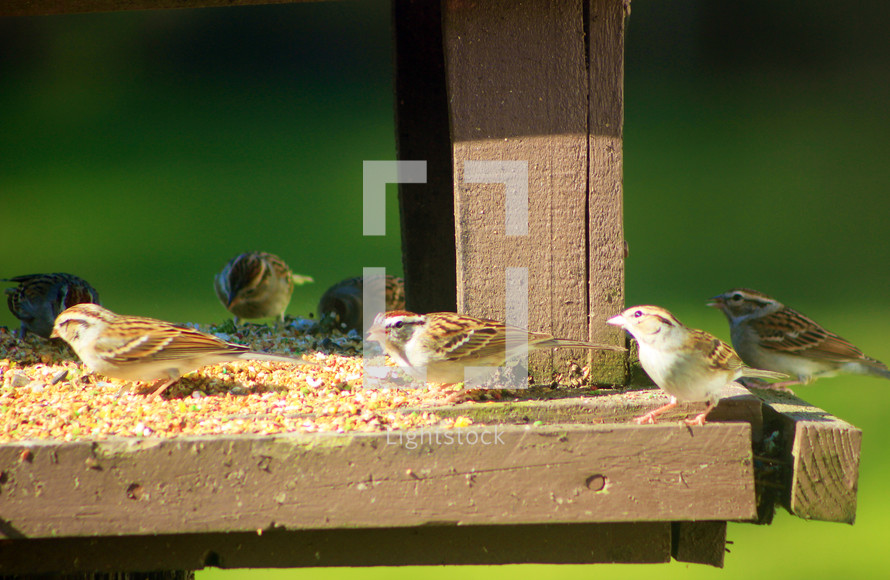 A flock of seven sparrows eating bird seed at a backyard bird feeder against a green grassy background. Sparrows are one of my favorite birds and are often mentioned in scripture. The song "His eye is on the sparrow" has always been one of my favorite songs as these little birds are loved and cared for by a loving father. When I think of provision and God providing for our needs, I think of the Sparrows and keep my bird feeder full of fresh seeds for them and the many species of birds that visit our back yard. You cannot help but love them and want to see them eat well and have their needs met and in so doing, we understand the father's love for us and how He longs to meet our every need. 