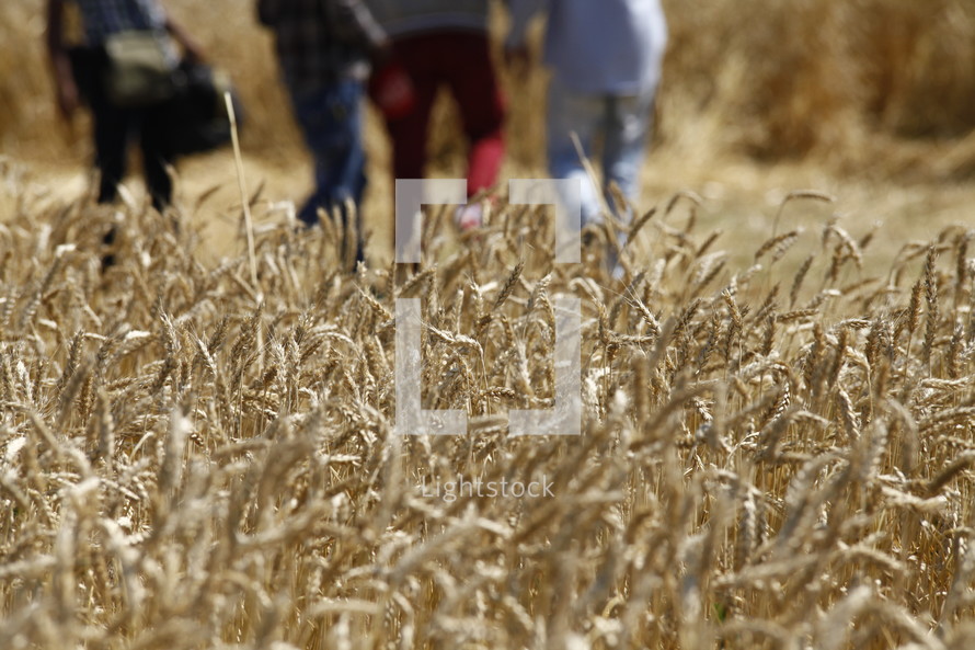 people walking through a field of wheat 