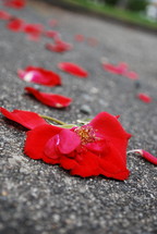 A red flower with it's petals trailing behind