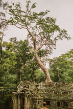 tree growing from the ruins of a temple in Cambodia 