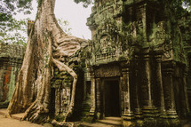 tree roots on a temple in ruins in Cambodia 