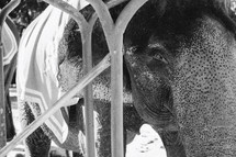 elephant in Cambodia 