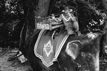 riding an elephant 