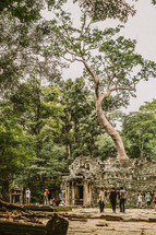 large tree and temple ruins in Cambodia 