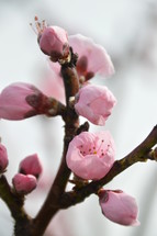pink buds blooming at a peach tree in spring. 
