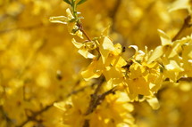 forsythia - yellow spring flowers on branches 
