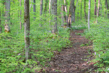 worn path through the woods 