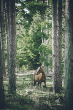a horse in the woods 