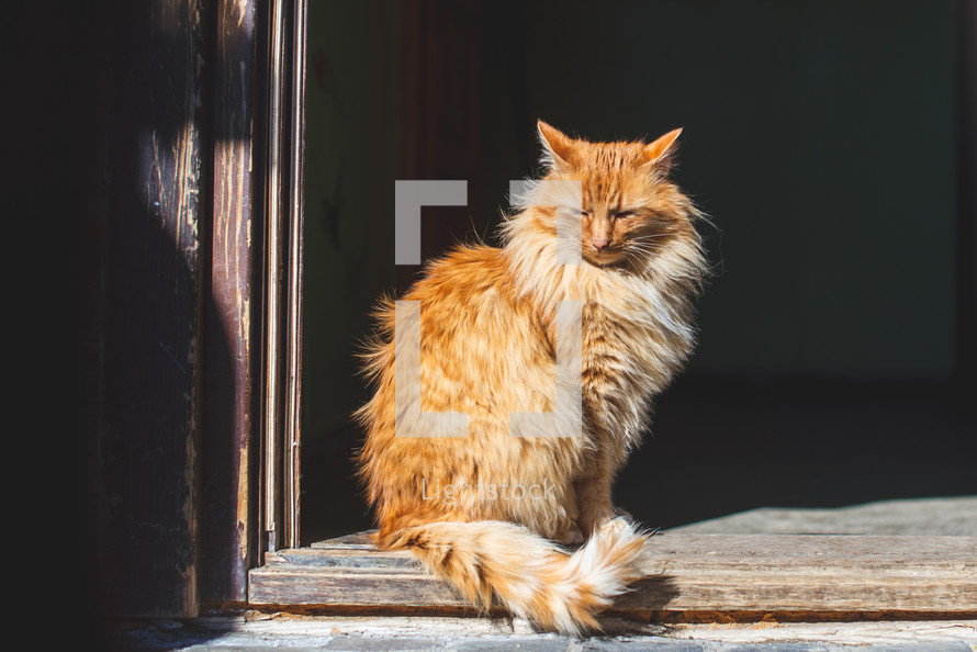 Cat sunning in wooden doorway
