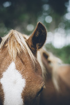 horse's ears 