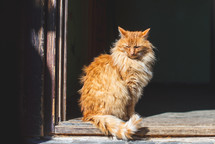 Cat sunning in wooden doorway