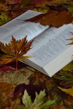 bible between colorful autumn leaves. 
autumn, fall, leaf, leaves, colorfully, colorful, multicolored, change, changed, changing, fallen, season, seasons, bright, red, orange, yellow, brown, dead, dying, die, death, dead leaves, background, bible, word, Gods word, daily, need, needing, bible study, read, reading, everyday, focus, scripture, holy book, study, learn, learning, quiet time, time, quiet, plant, nature, outdoor, green, natural, October, November, mood, vanish, fade, pass, fallen off, texture, leaf pile, open