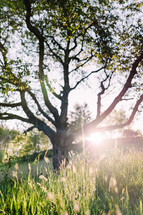 An old cherry tree in the morning sunlight