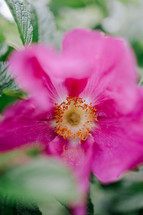 Center of a rose