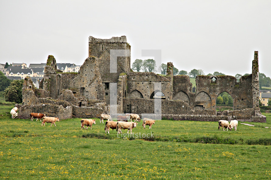 cattle and ruins of an old cathedral 