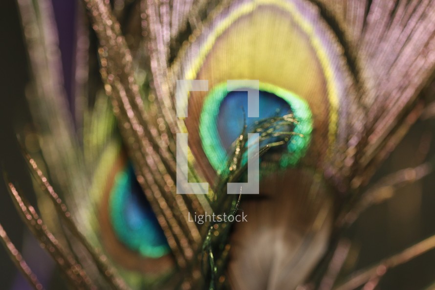 peacock feathers 