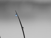 water drop on the tip of a blade of grass 