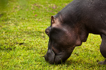 A grazing hippopotamus. 