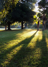 The morning sunlight shining on a palm tree and green grass casting long shadows in a rural country setting among the trees.