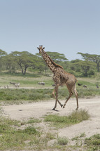 giraffe on the run