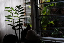 Shadowed plant by the window