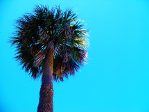A tall palm tree against a blue sky on a bright and sunny day out in the open in a tropical breezy setting in Florida. 