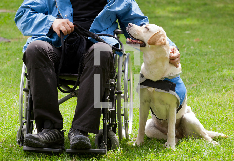 Labrador guide dog and his disabled owner on green grass