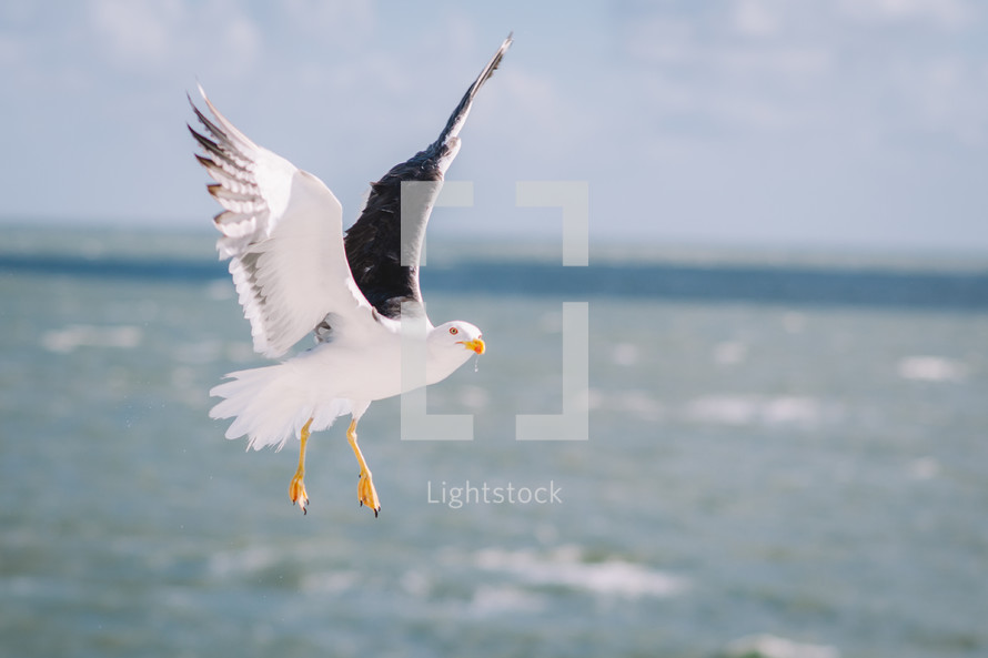 Flying seagulls in the sea