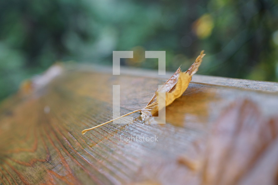 fall leaf on wood bench 