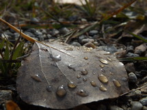 water drops on a leaf 