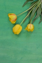 yellow tulips on green background 