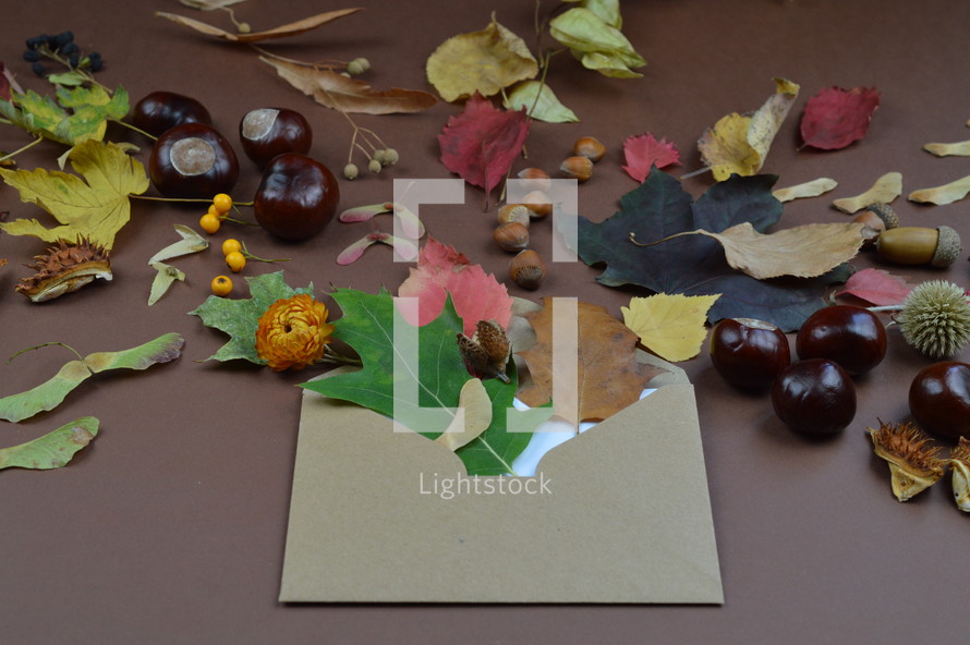 leaves and acorns in an envelope 