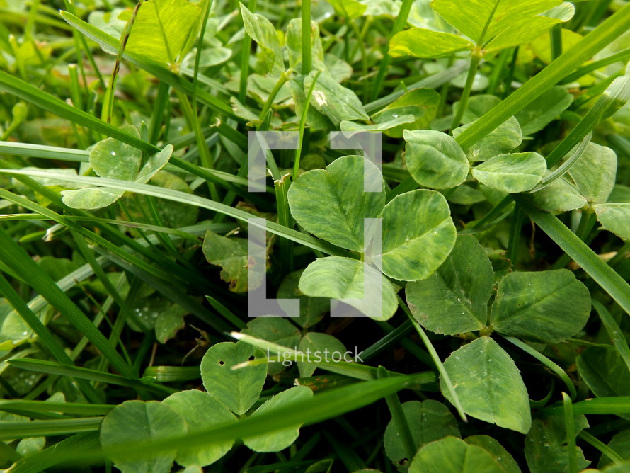 Clovers in the grass.