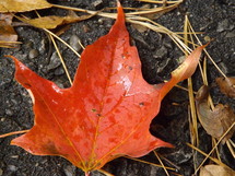 Autumn leaf on the ground.