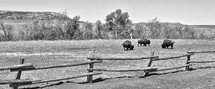 buffalo in a field 