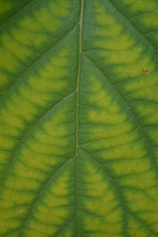 viens in a green leaf 