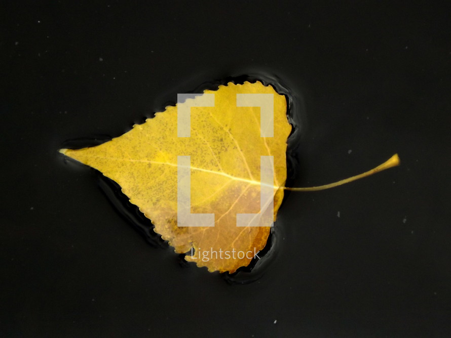 yellow leaf floating on water 