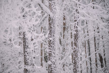 Snowy trees in winter