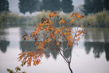 Yellow leaves by the lake