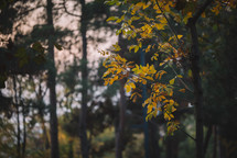Yellow leaves in the evening
