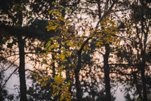 Yellow leaves and evening light