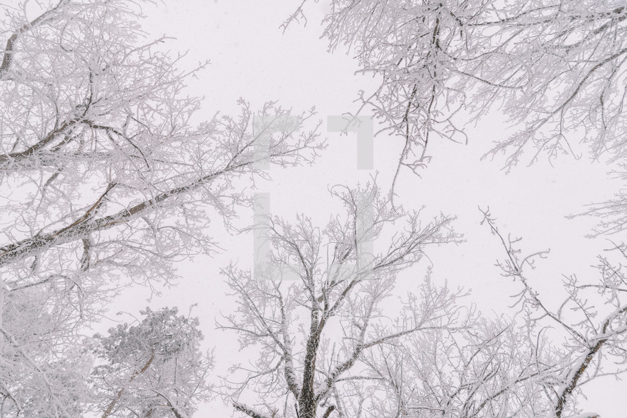 Snowy tree tops in the forest