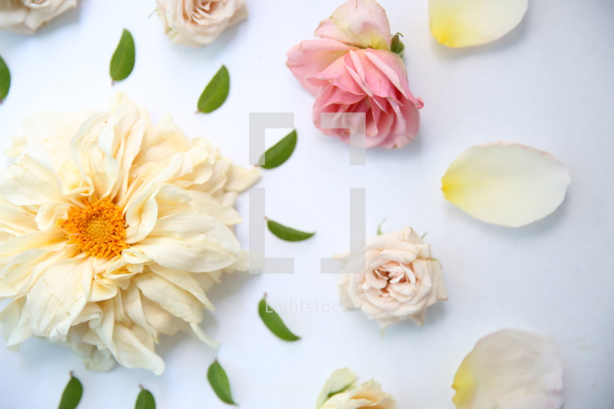 flowers and leaves background 