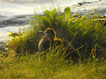 Duckling in tall grass by a pond.