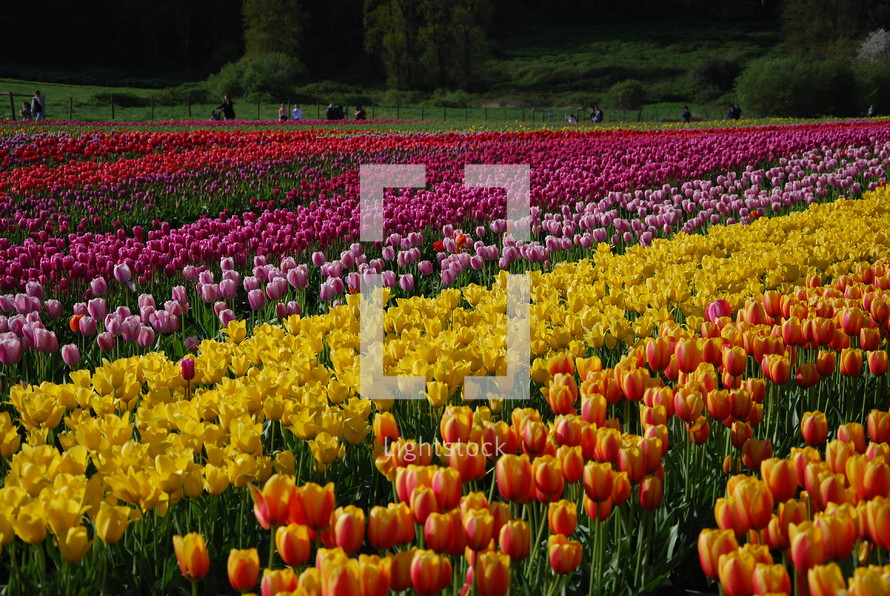 rows of colorful tulips 