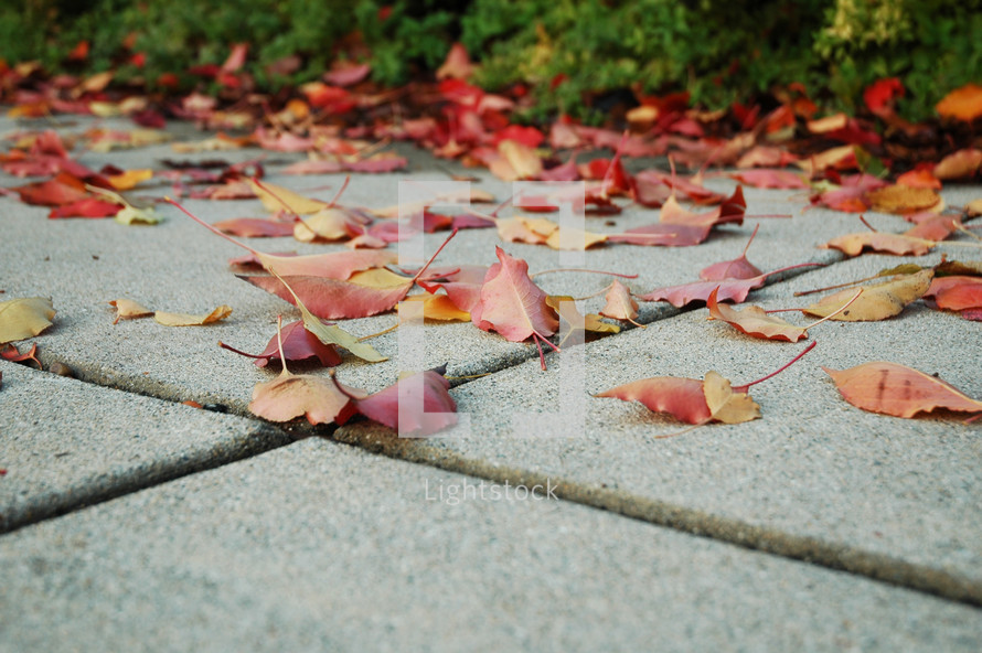 Fall leaves on the sidewalk.