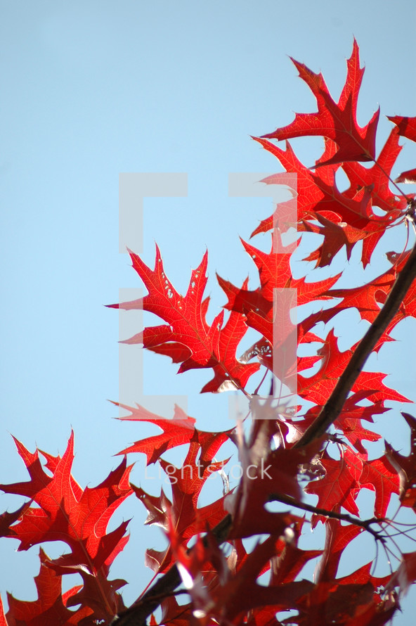 red oak leaves