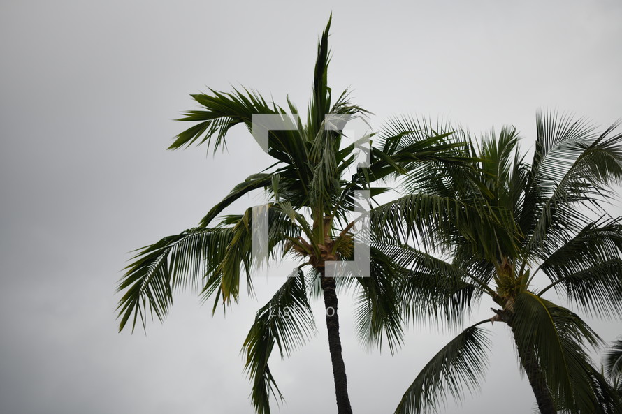palm trees against a cloudy sky 