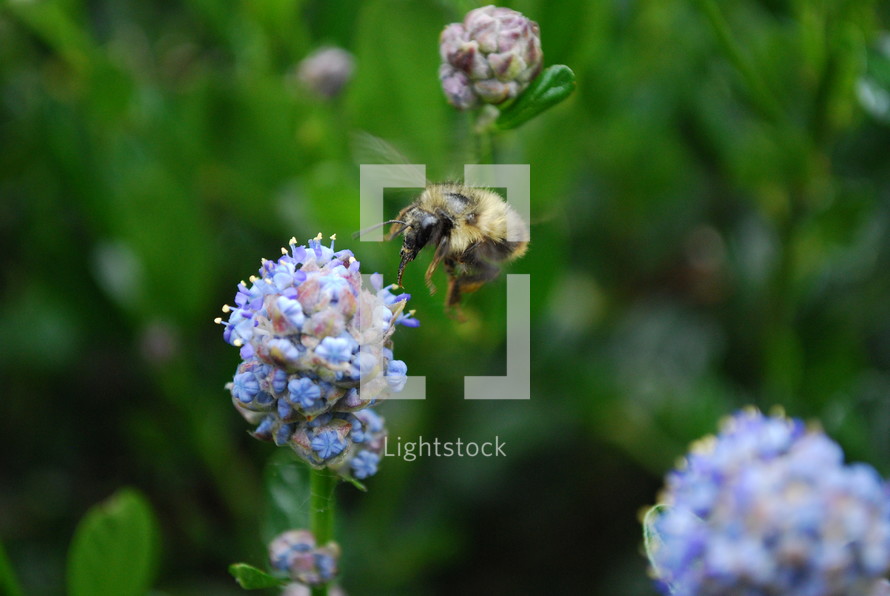 A bee hovering over a flower.