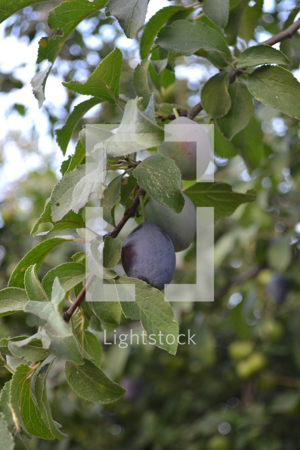 olives growing on a tree 
